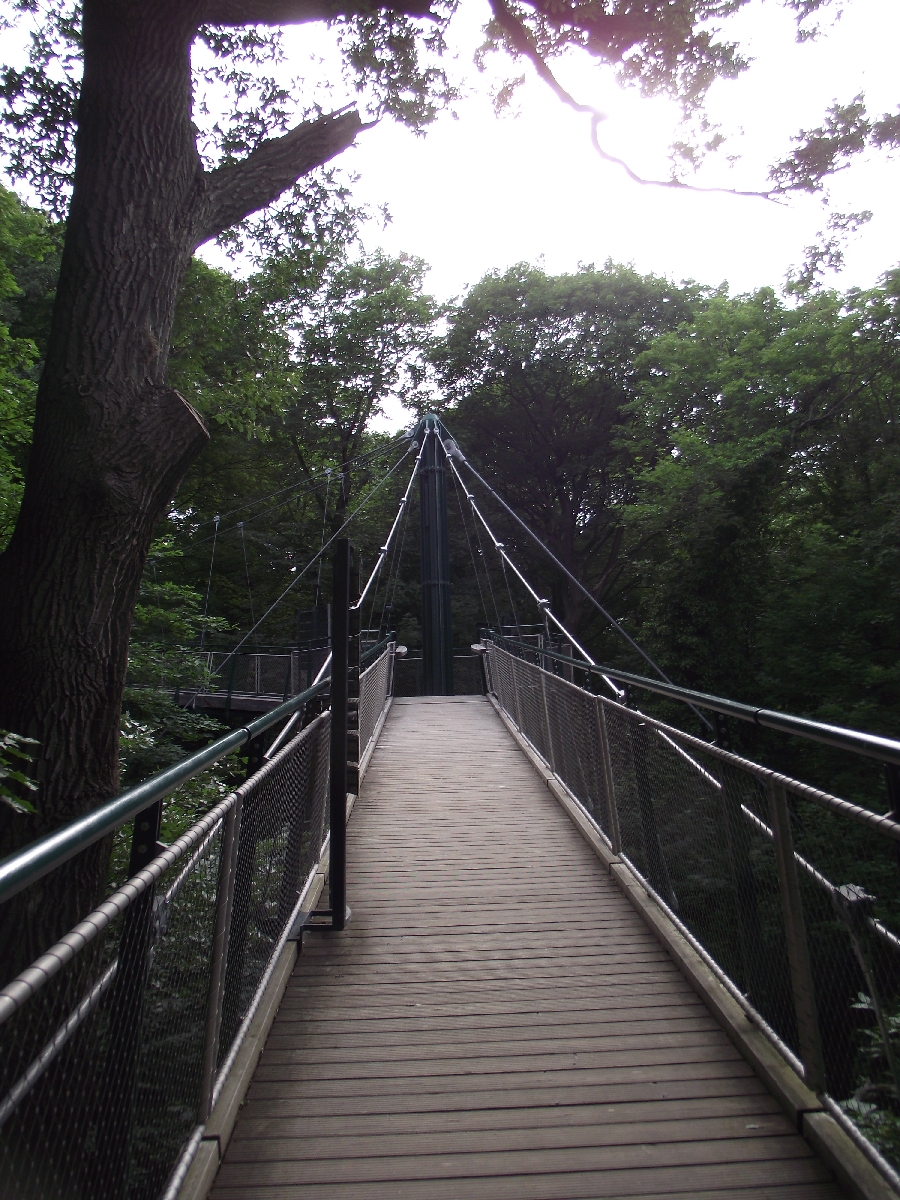 Treetop Walk