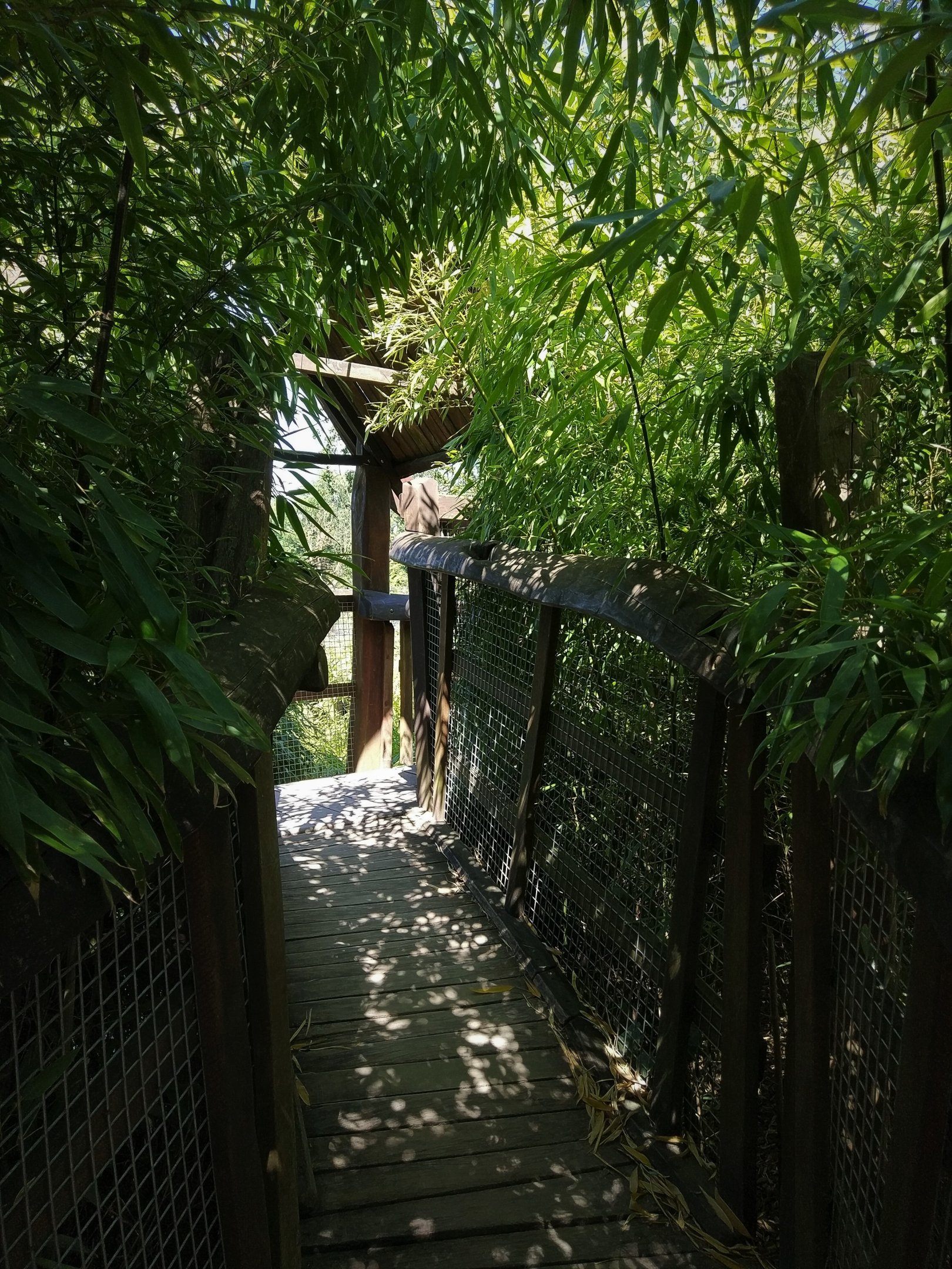 Treetop Walkway overlooking Orangutan/Langur Island
