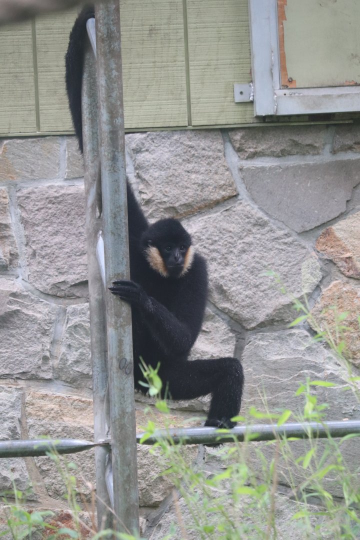 Treetops and Riverbeds - White-Cheeked Gibbon