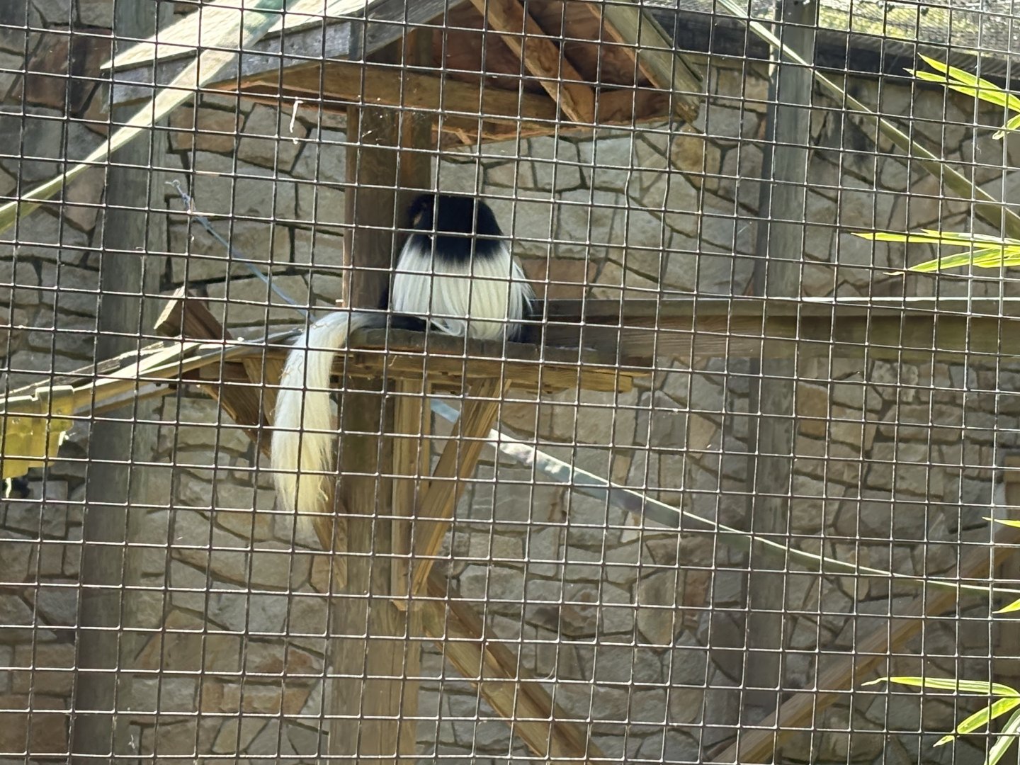 Treetops & Riverbeds - Mantled Guereza