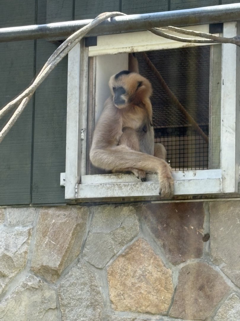 Treetops & Riverbeds - Northern White-cheeked Gibbon