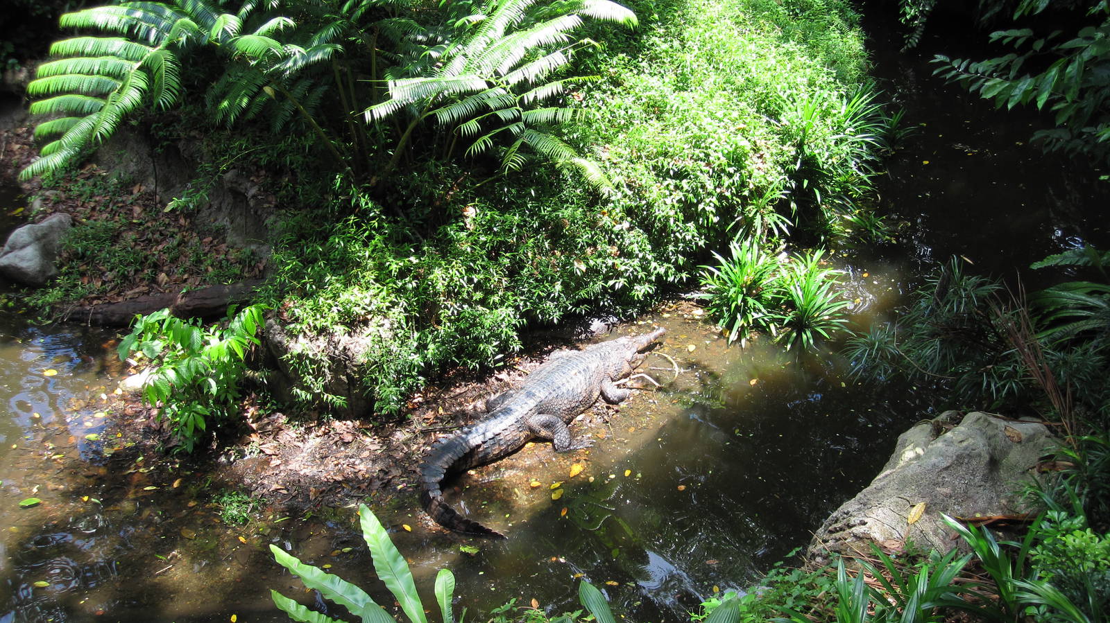 Treetops Trail - Tomistoma