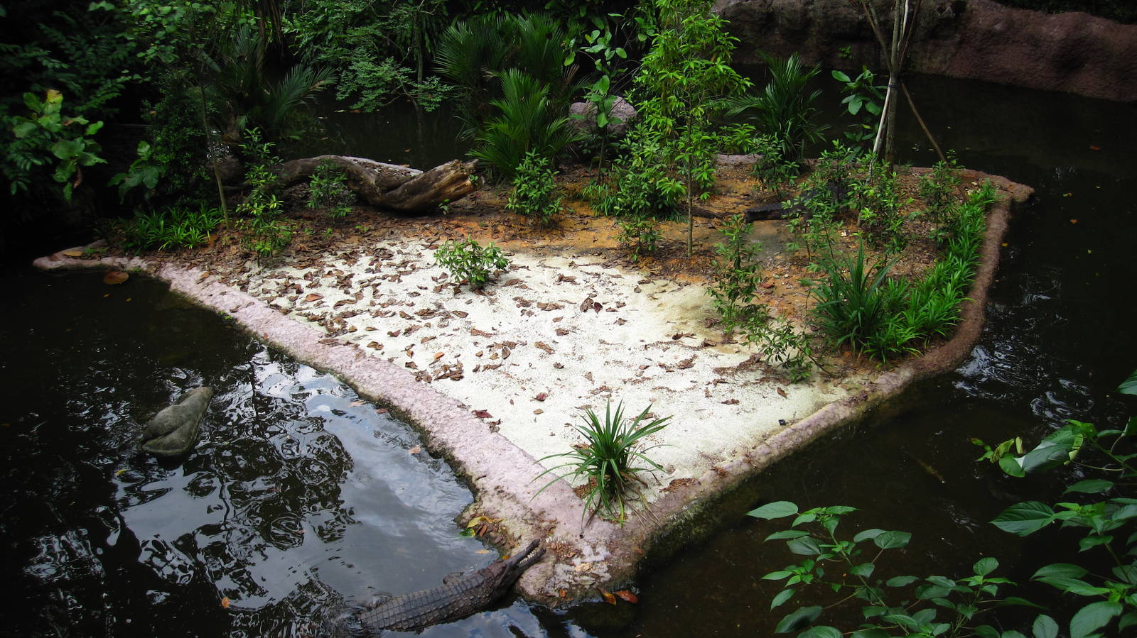 Treetops Trail - Tomistoma