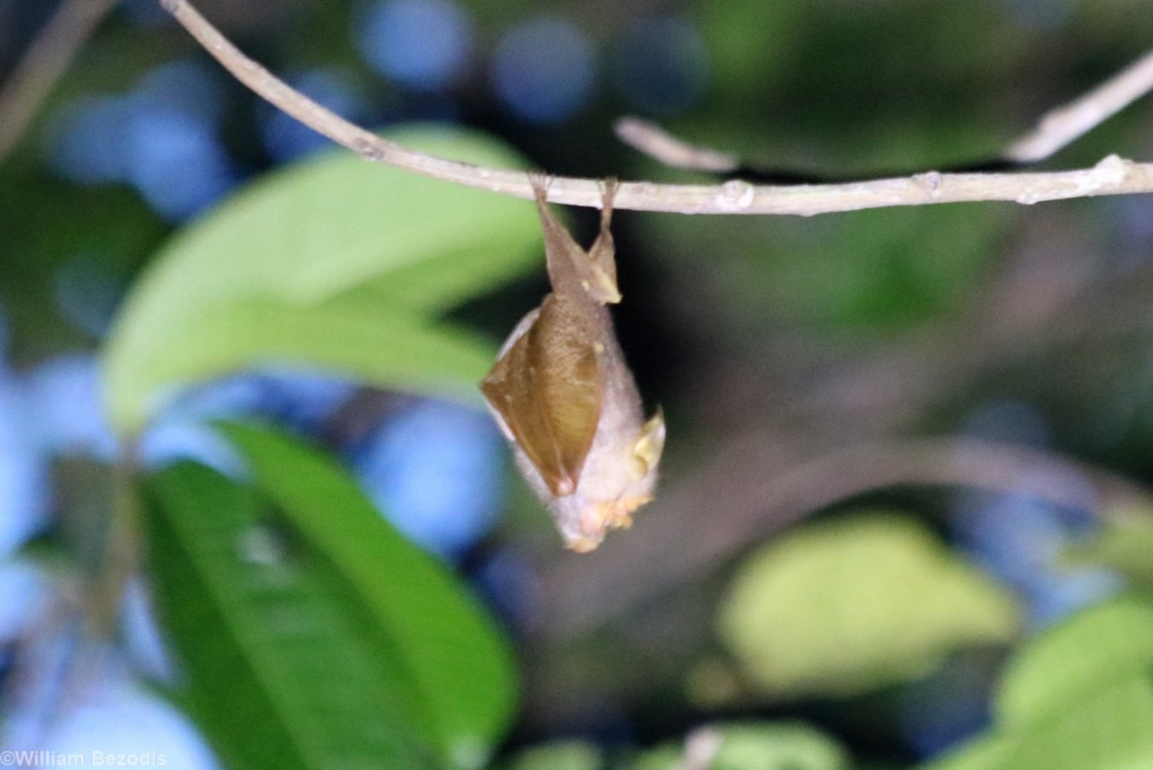 Trefoil Horseshoe Bat - Sepilok