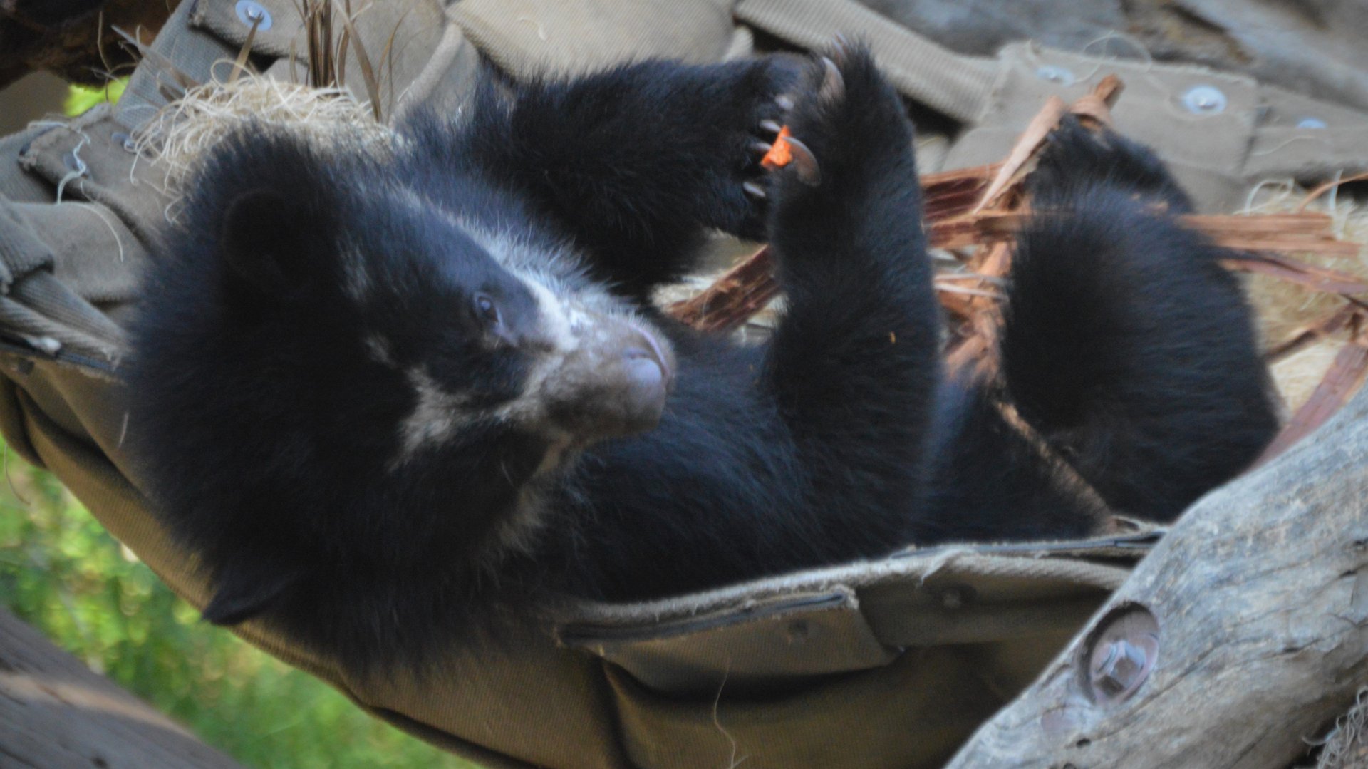 Tremarctos ornatus "Agapito"