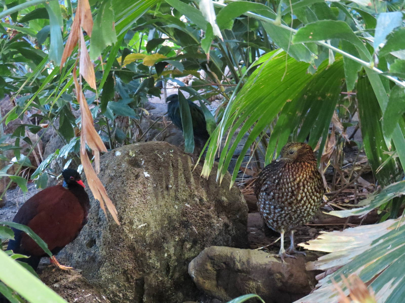 Tremmink's Tragopan