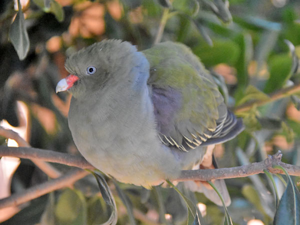 Treron delalandii / Grey-breasted green pigeon at Attica Zoological Park