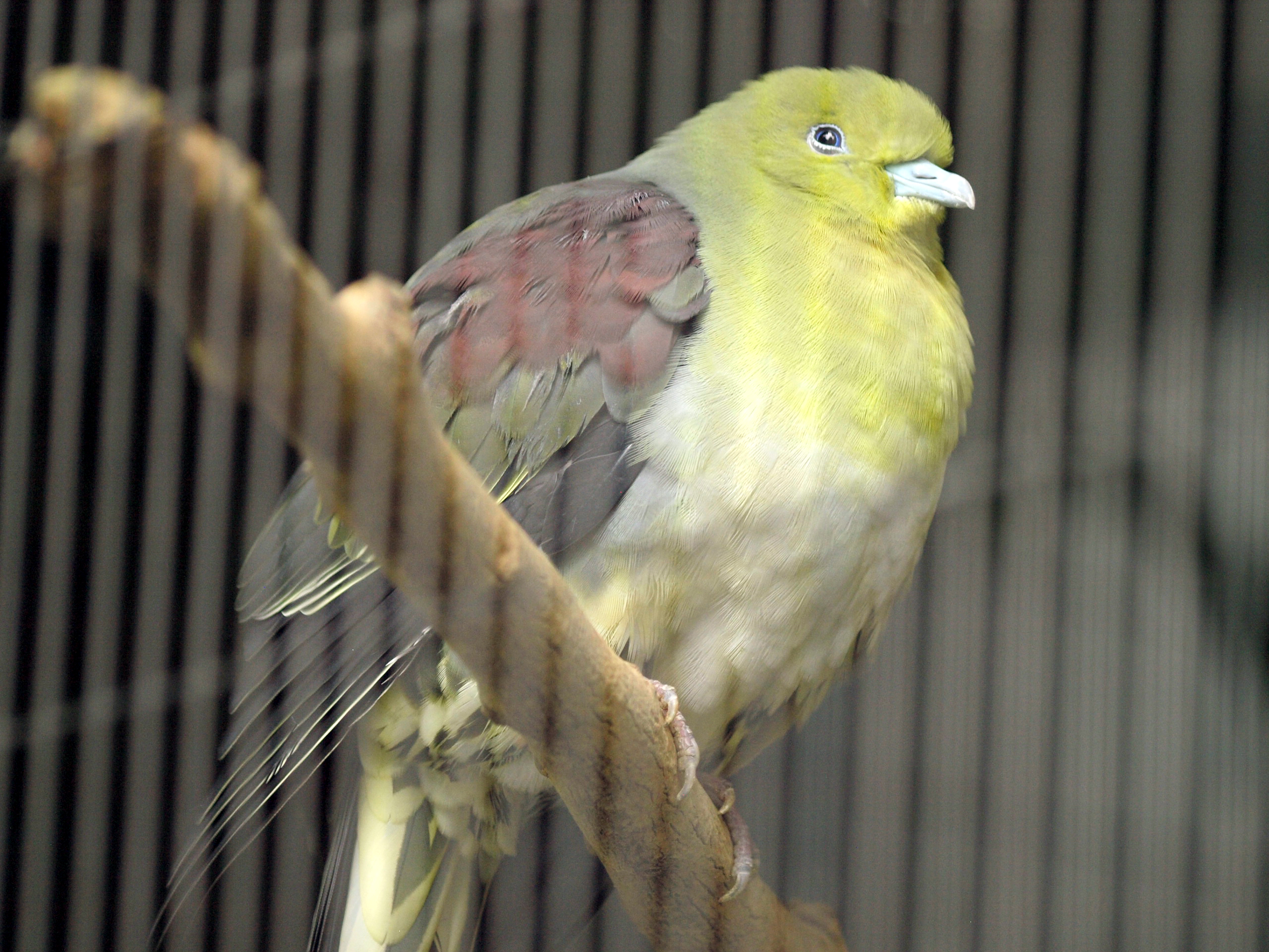 Treron sieboldii sieboldii