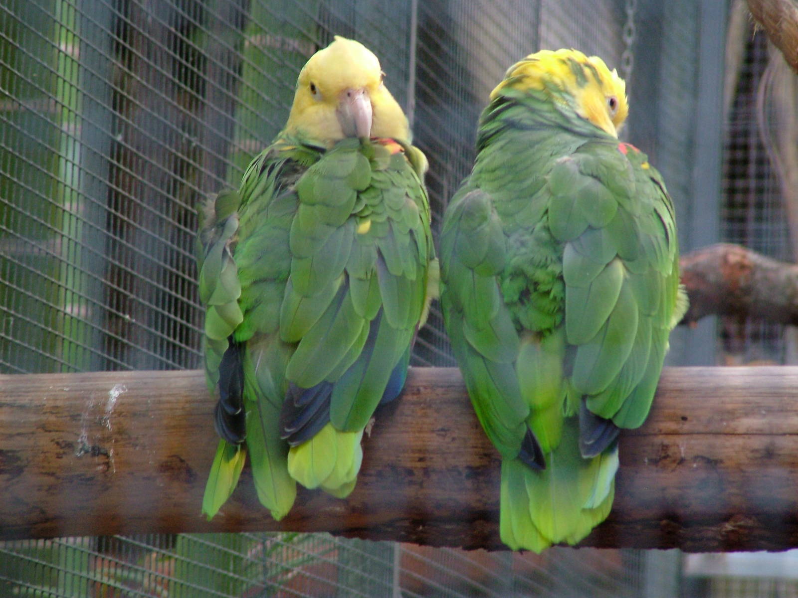 Tres Marias Amazons at Loro Parque, 08/11/10