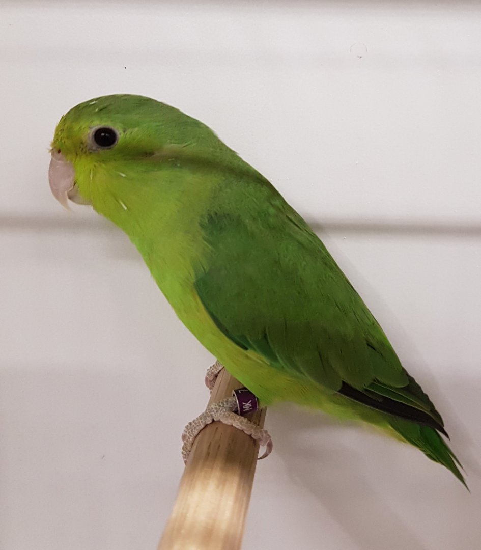 Tres Marias parrotlet - female