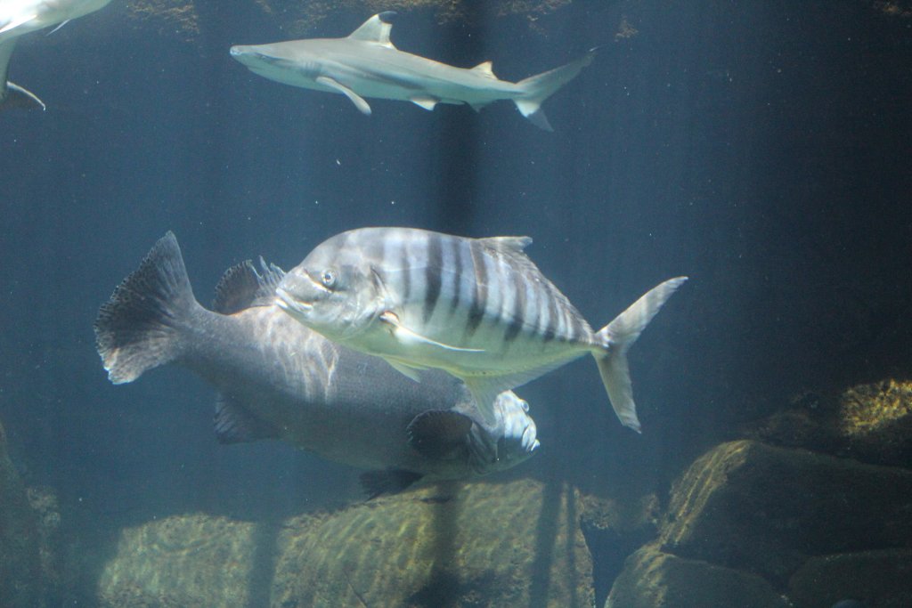 Trevally - most likely Golden Trevally (Gnathanodon speciosus)