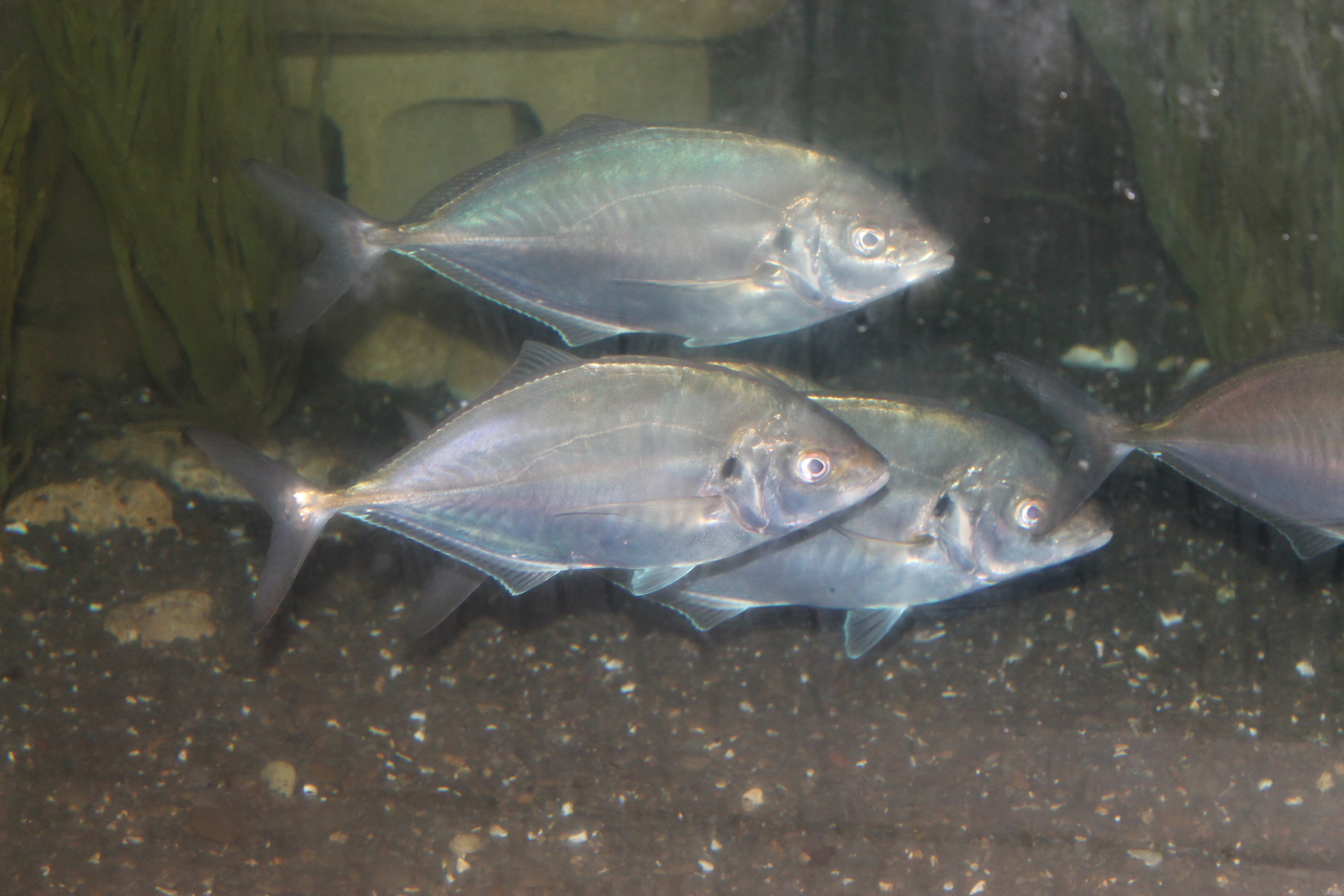 Trevally (Pseudocaranx dentex)