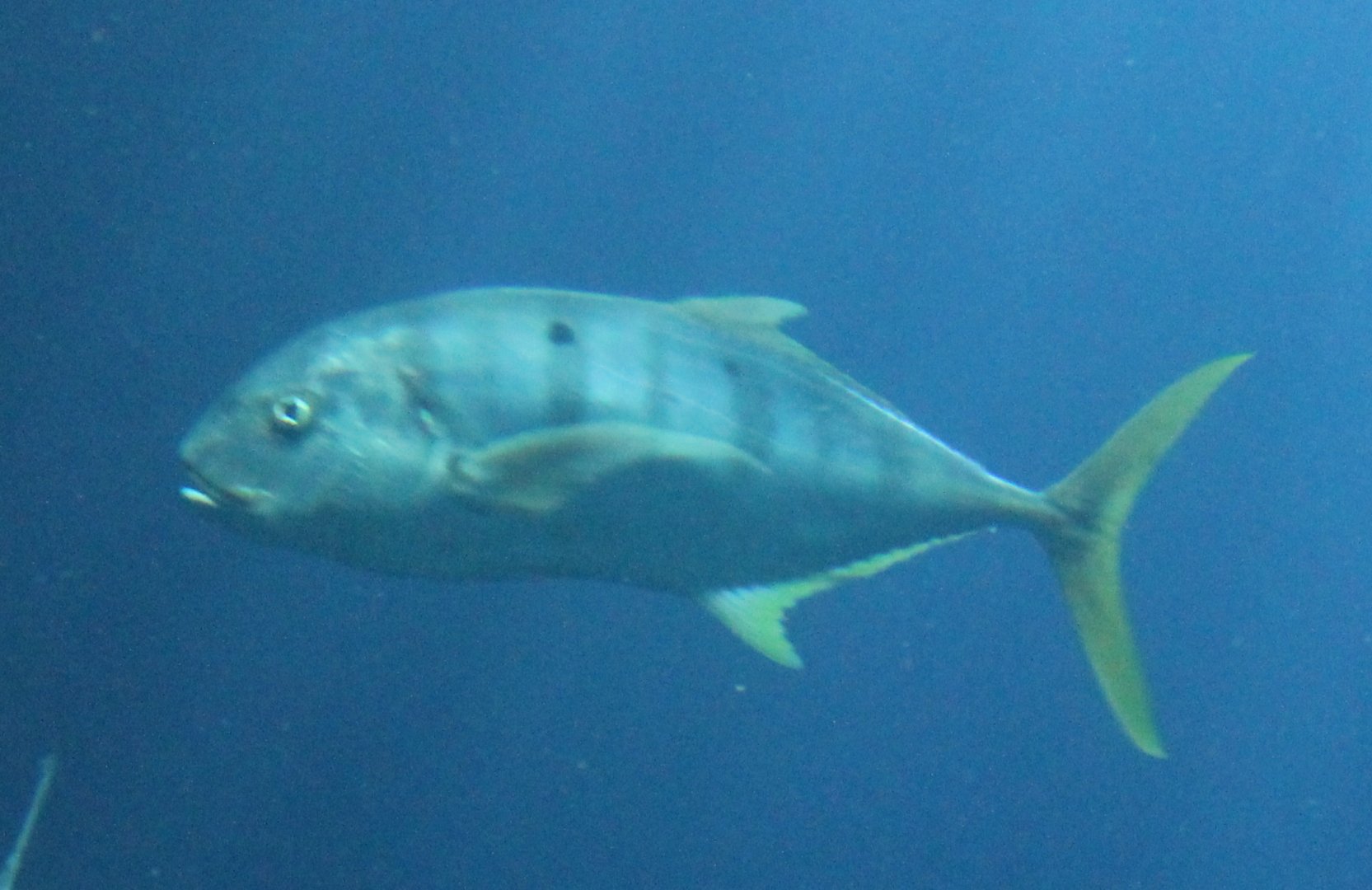 Trevally