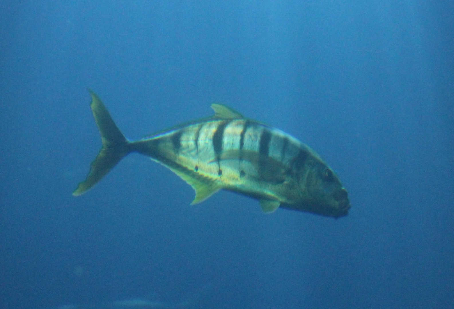 Trevally