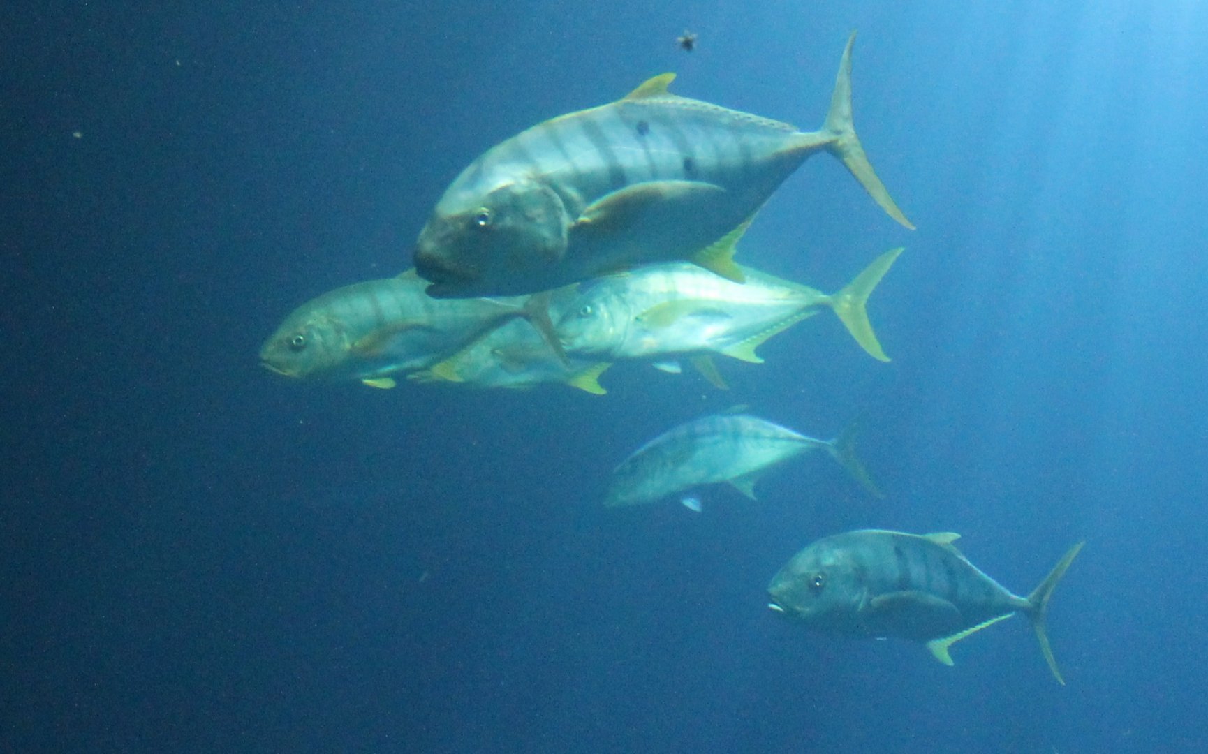 Trevally's