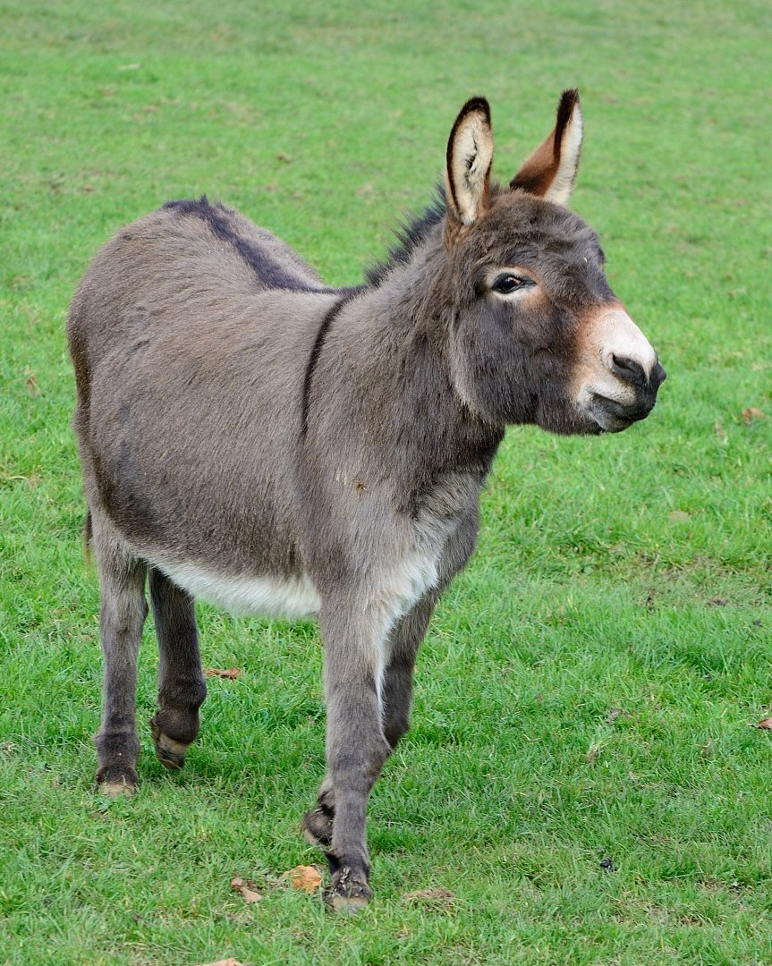 Trevor - Miniature Donkey