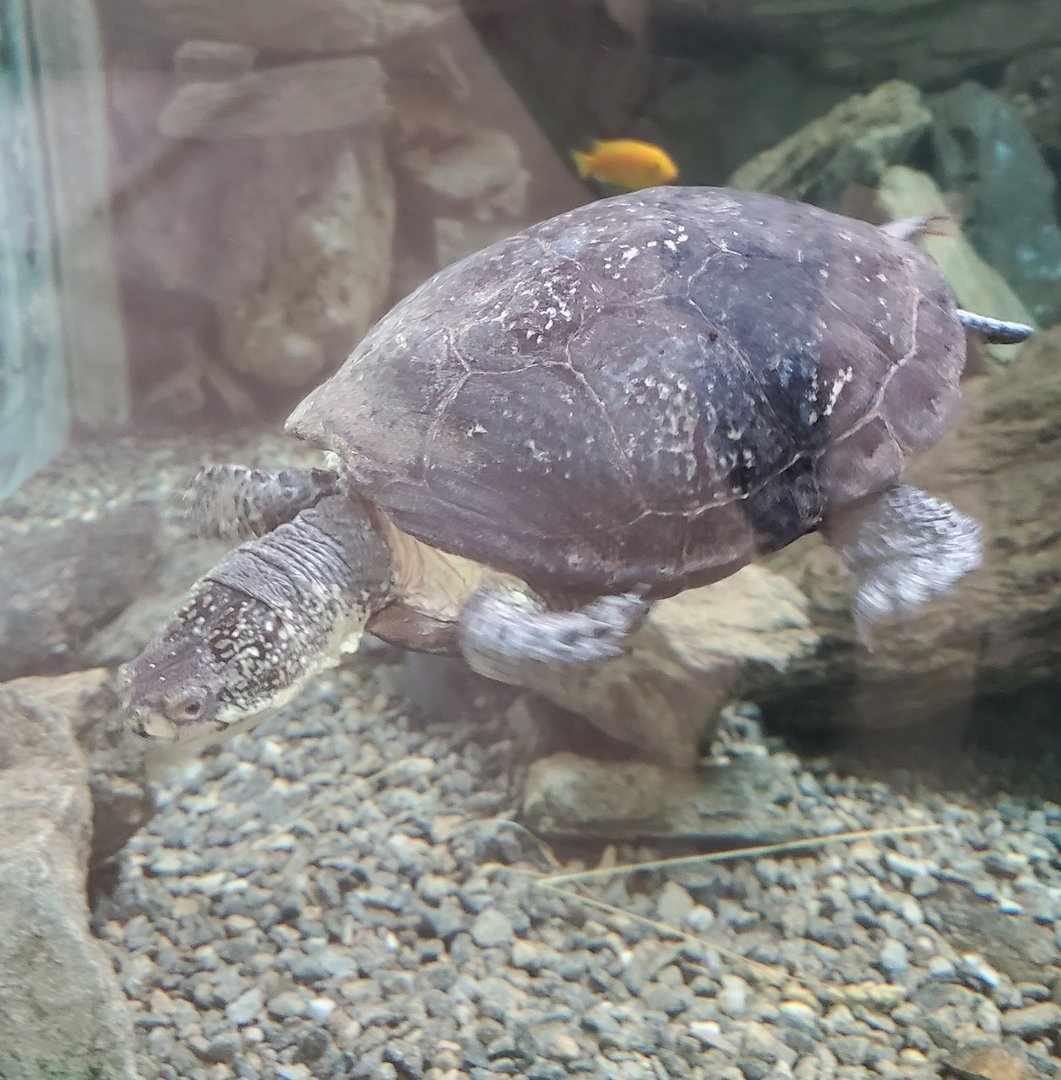 Trevor Zoo - Blanding's Turtle