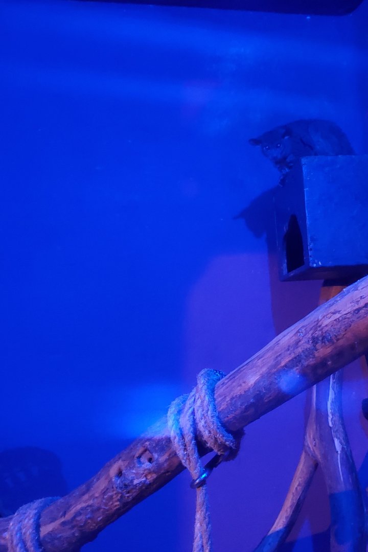 Trevor Zoo - Gray Greater Bushbaby