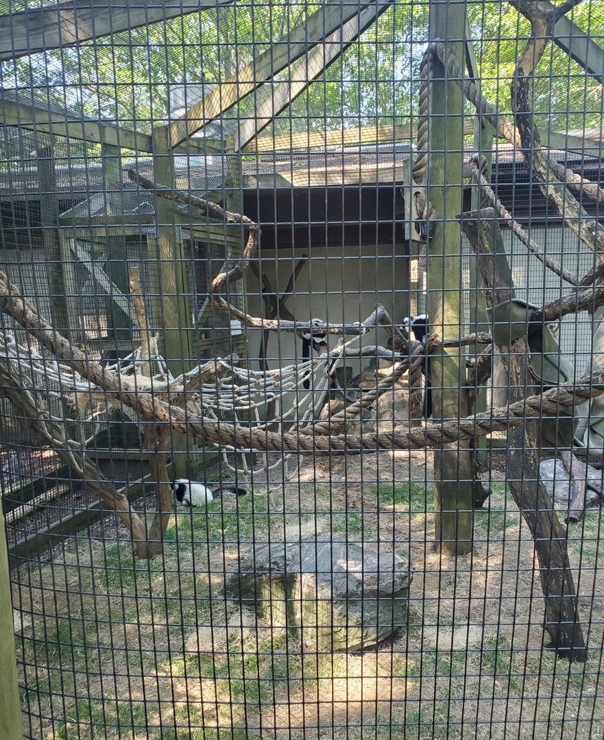 Trevor Zoo - Lemur outdoor area