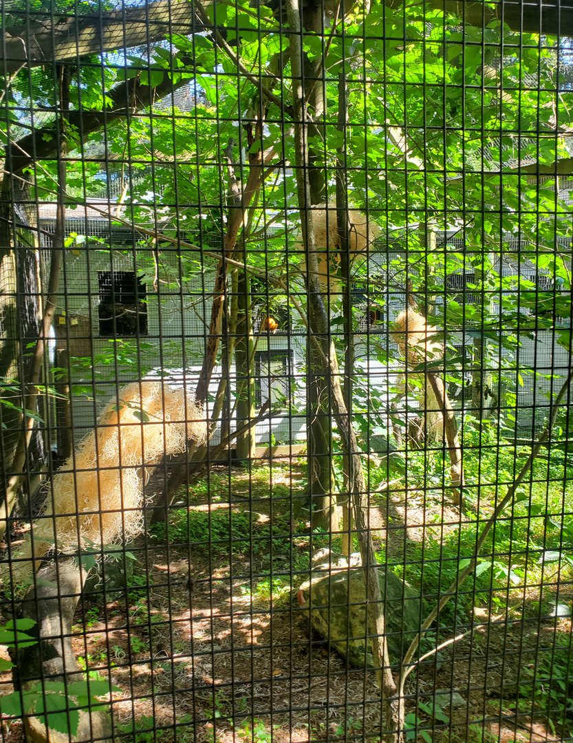 Trevor Zoo - Marmoset and tamarin outdoor areas