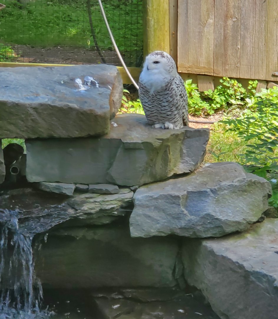 Trevor Zoo - Snowy Owl