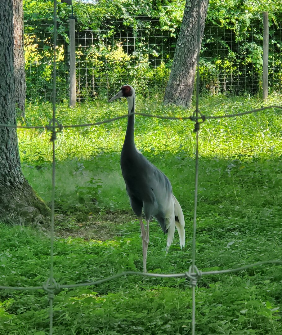 Trevor Zoo - White-naped Crane