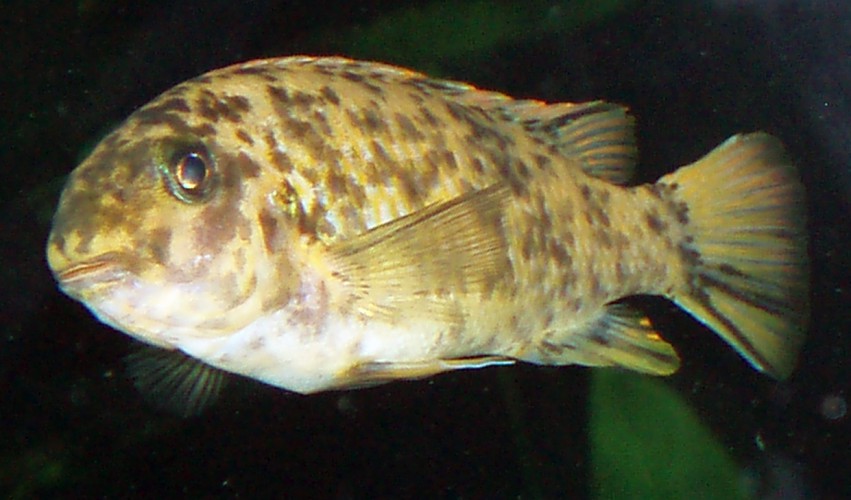 Trewavas Mbuna (Labeotropheus trewavasae)