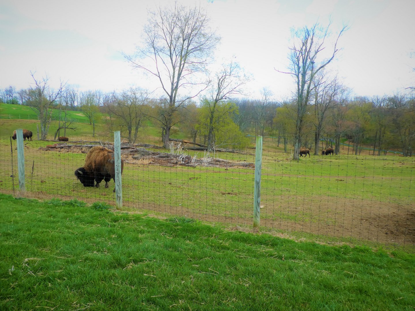 Trexler Nature Preserve - 9 Acre (4 Hectare) Plains Bison Exhibit
