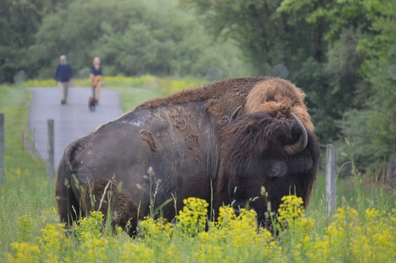 Trexler Nature Preserve - American Bison (Bison bison)