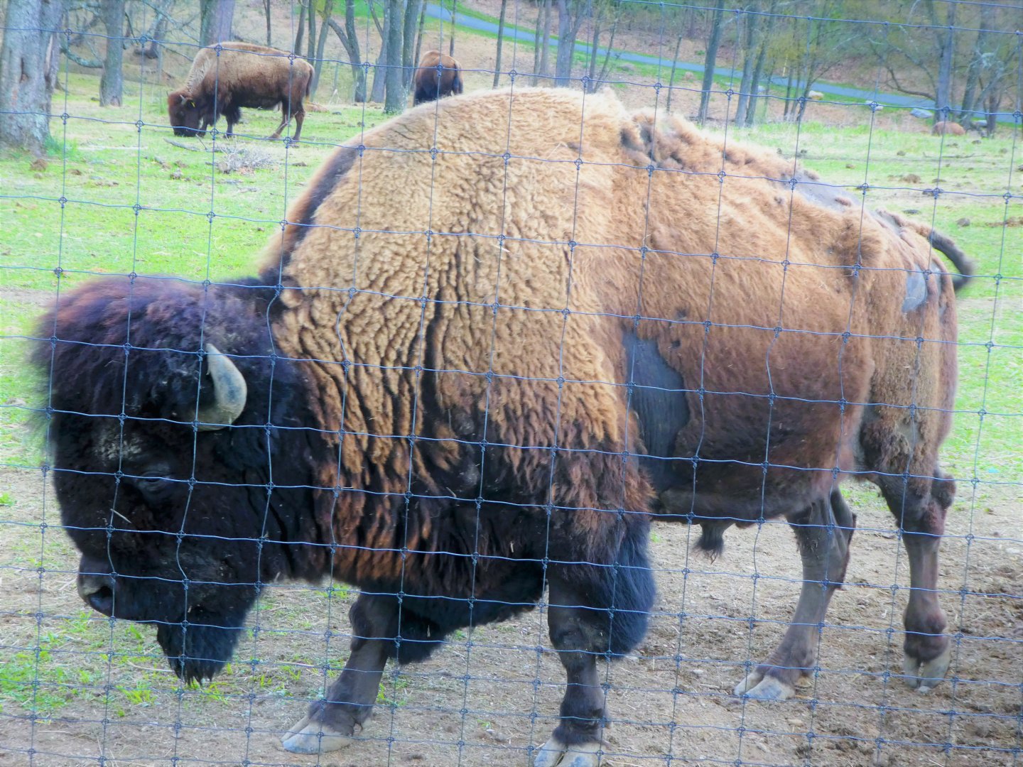 Trexler Nature Preserve - Plains Bison