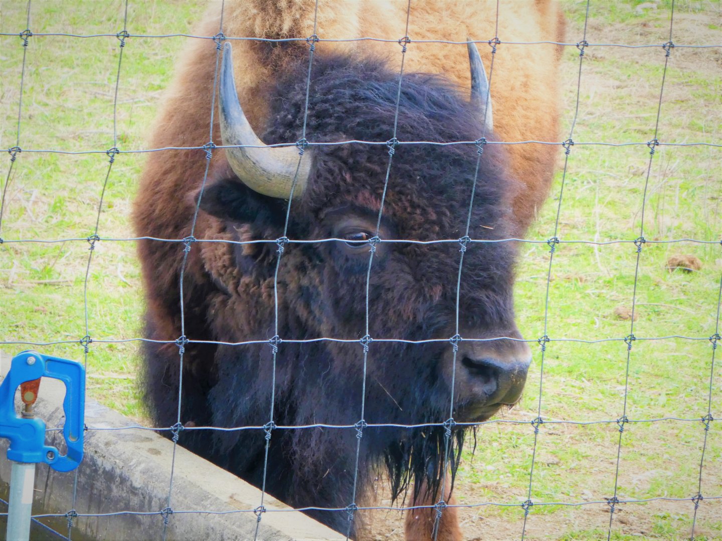 Trexler Nature Preserve - Plains Bison