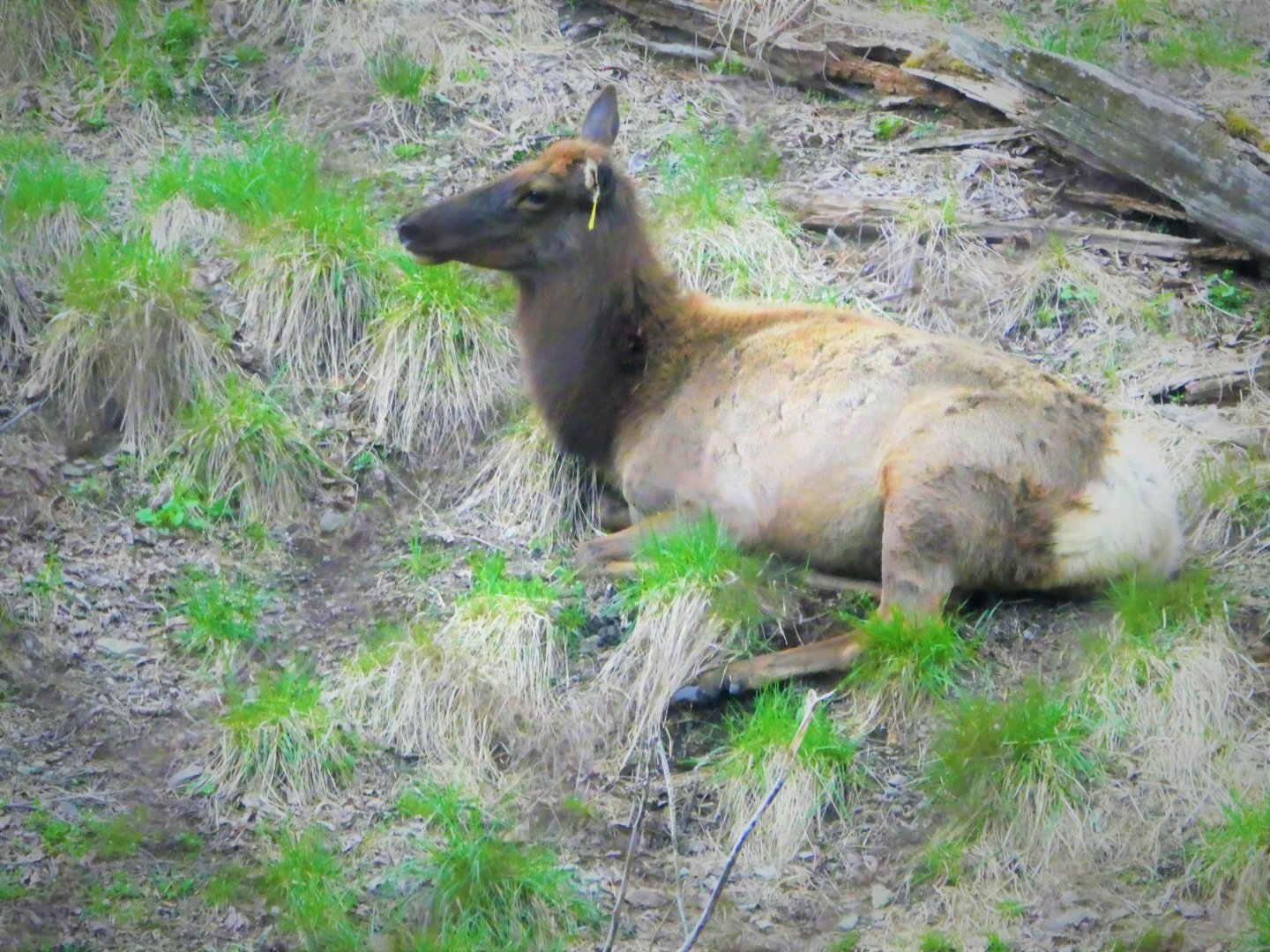 Trexler Nature Preserve - Rocky Mountain Elk
