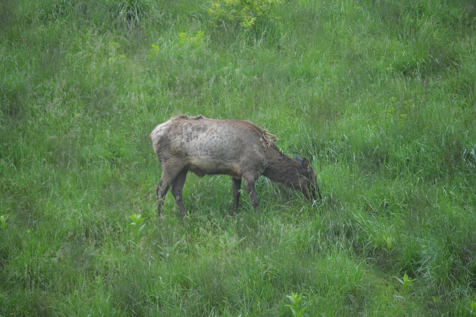 Trexler Nature Preserve - Wapiti (Cervus canadensis)