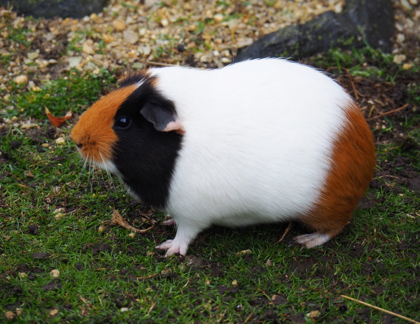 Tri-colored domestic guinea pig (Cavia porcellus), 2019-10-04