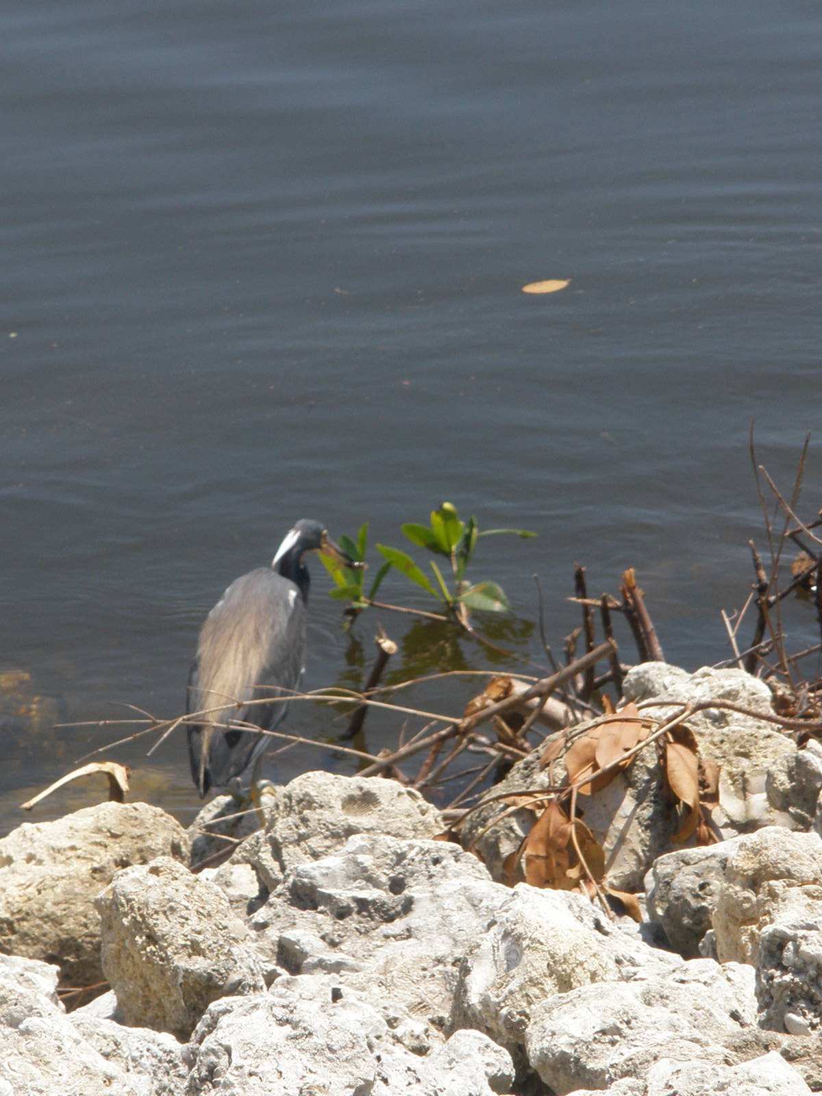 Tri-Colored Heron, Sanibel Island FL 2012