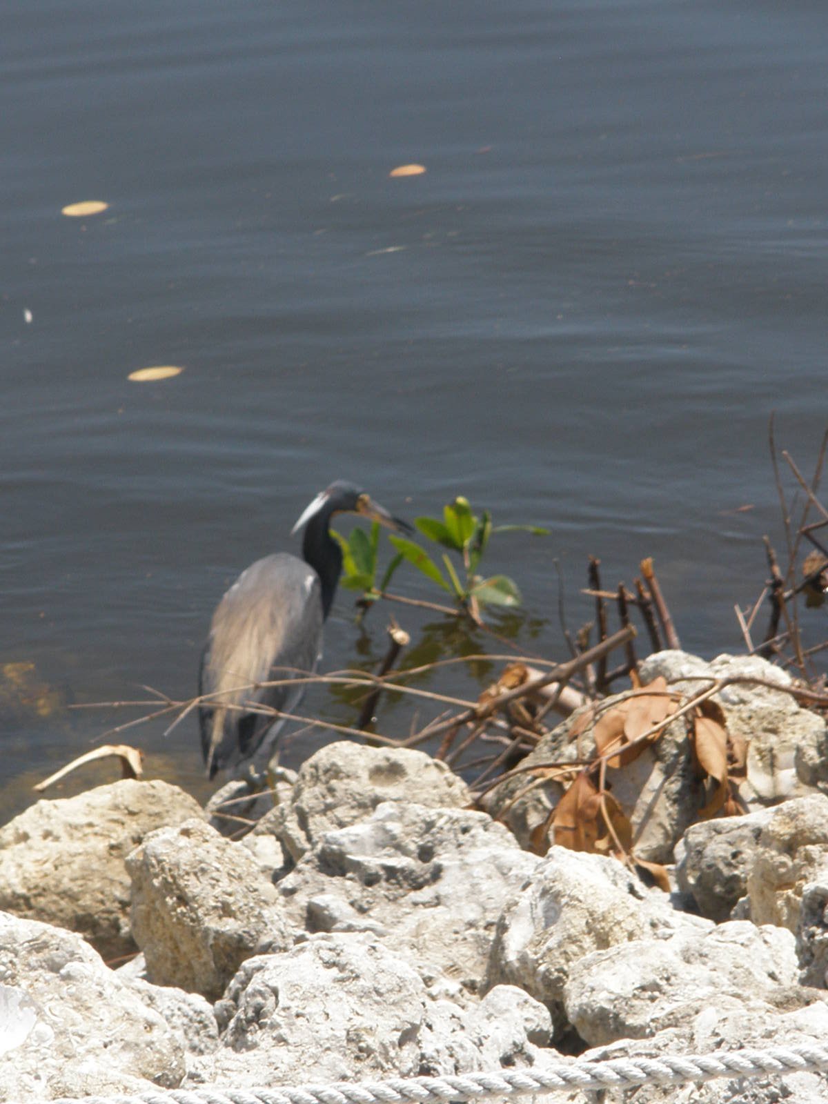 Tri-Colored Heron with a fish, Sanibel Island FL 2012