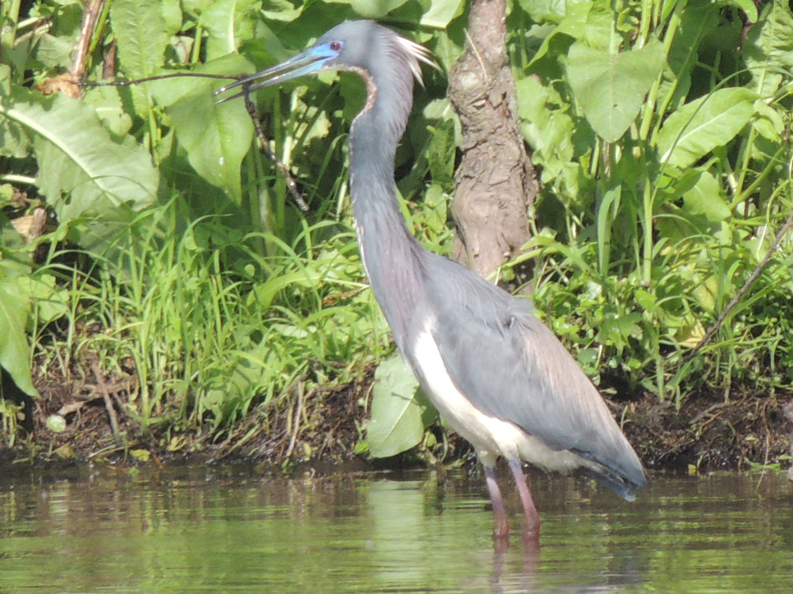 Tri Colored Heron
