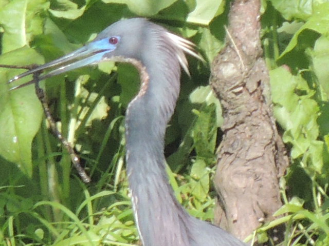 tri colored Heron