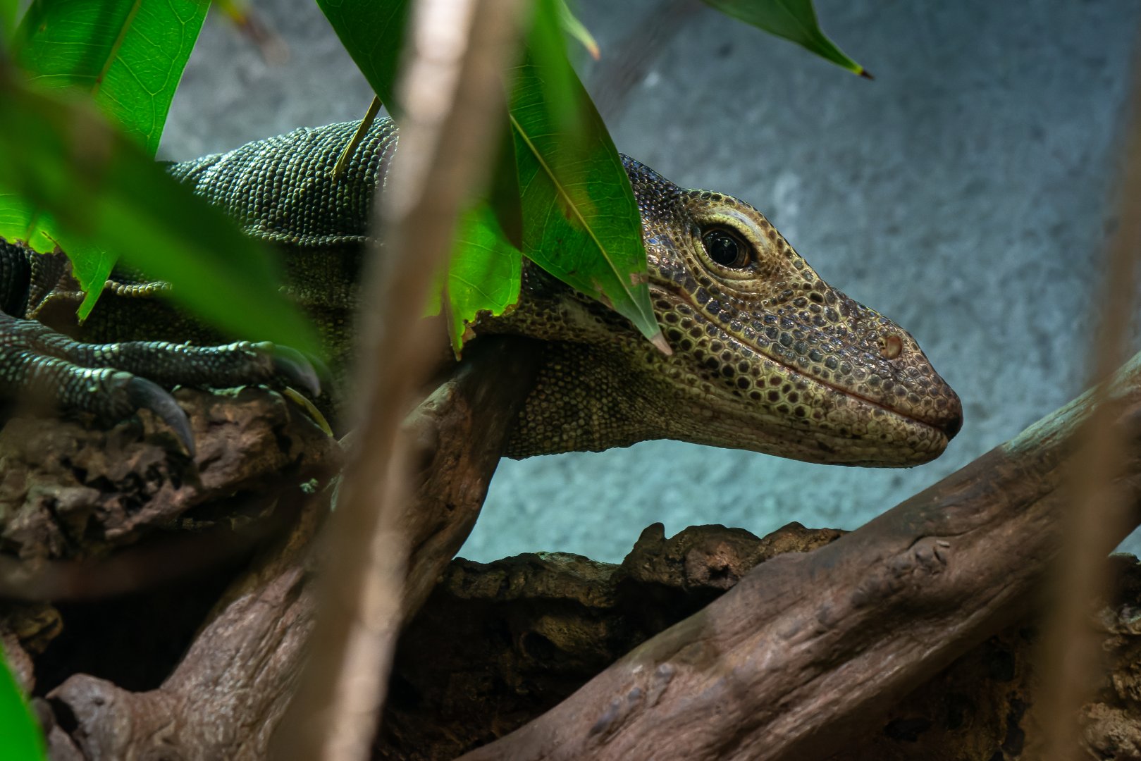 Tri-colored monitor (Varanus yuwonoi)