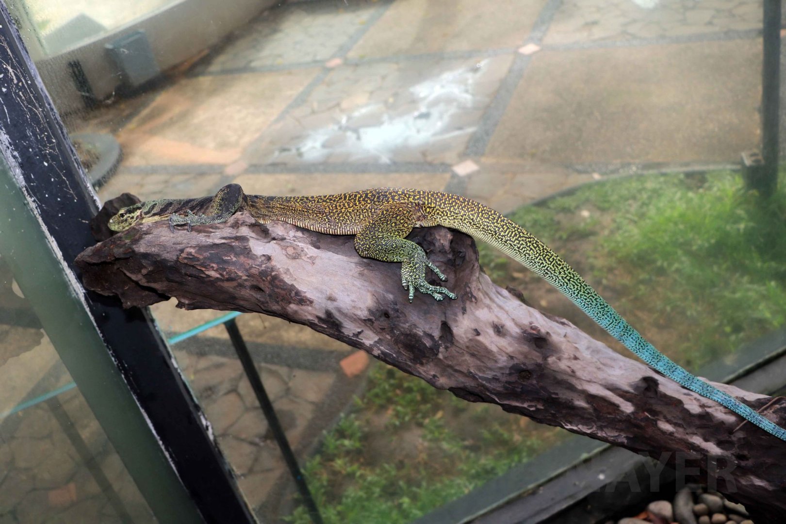 Tri-coloured monitor, June 2016