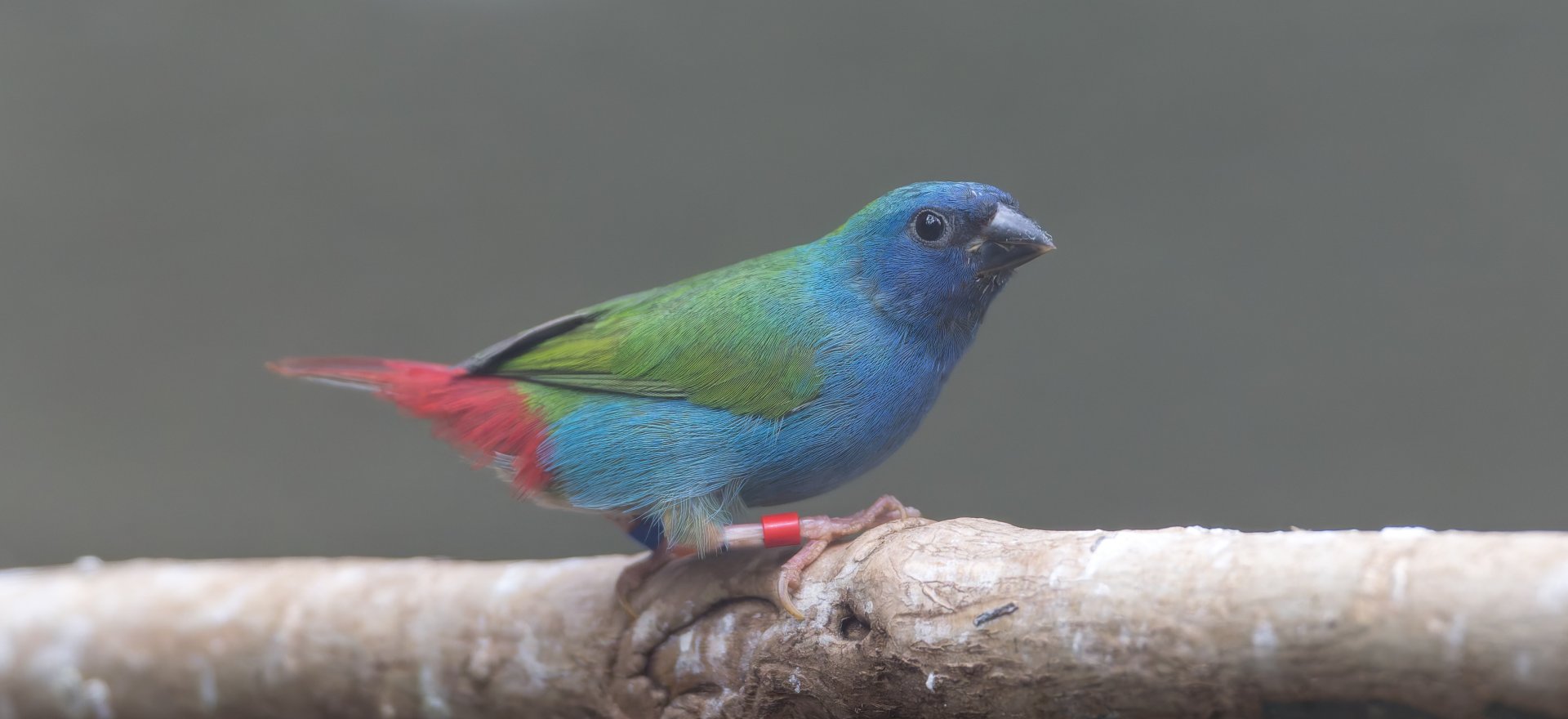 Tri-coloured Parrot Finch, Chester, UK