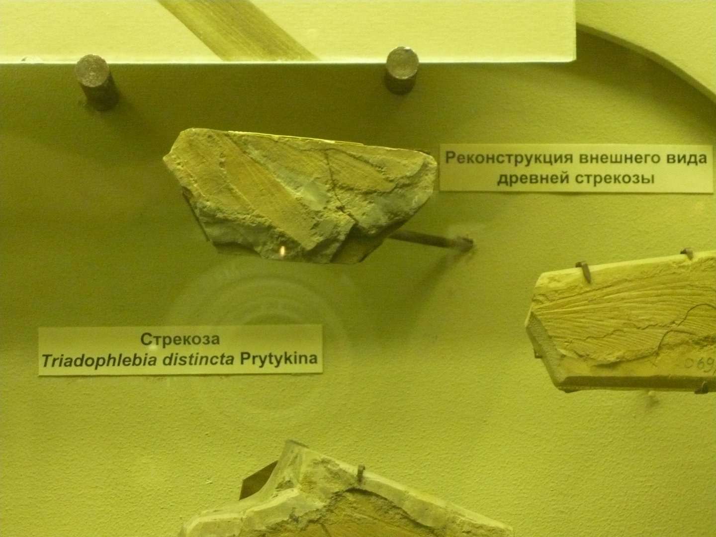 Triadophlebia distincta wings