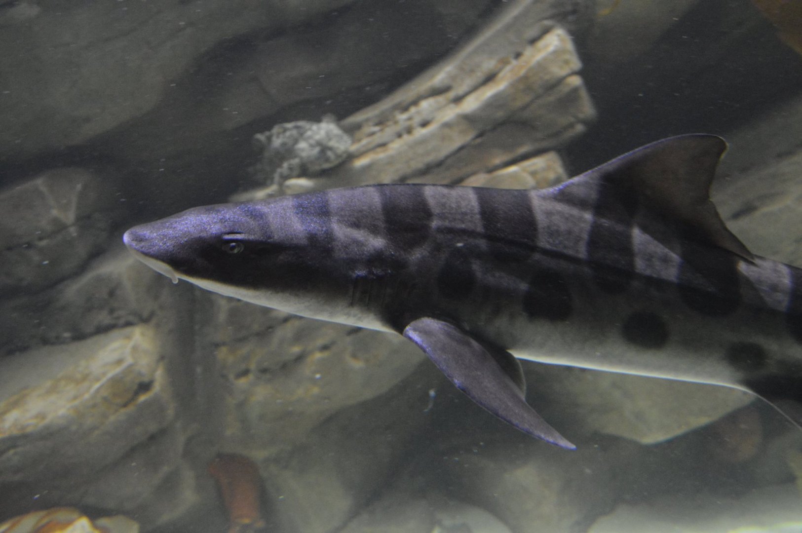 Triakis semifasciata