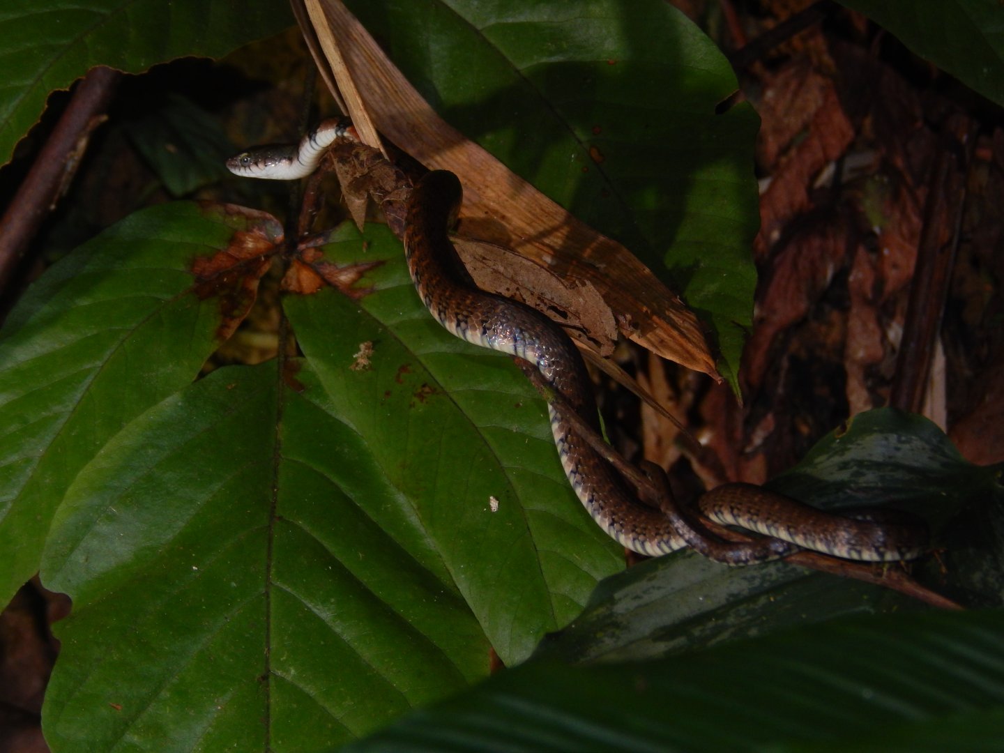 Triangle Keelback (Xenochrophis trianguligerus)