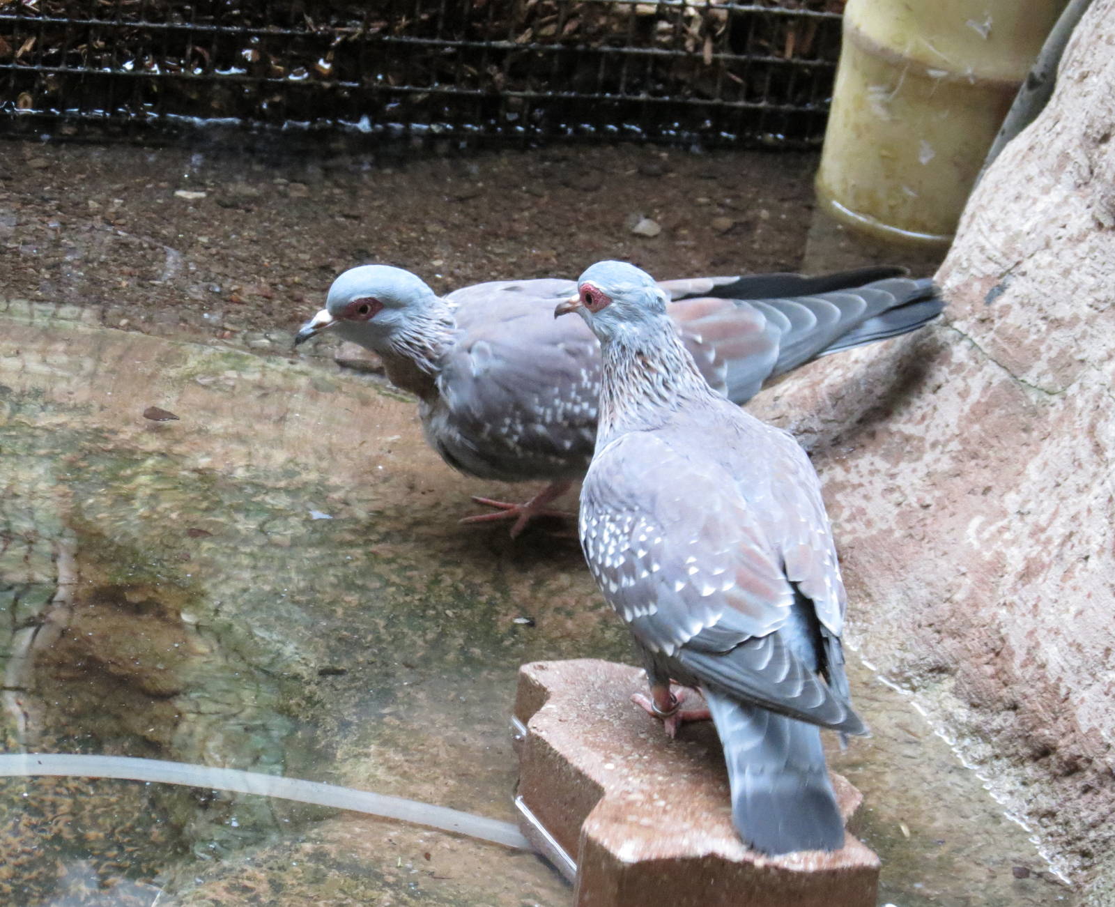 Triangular Spotted Pigeon
