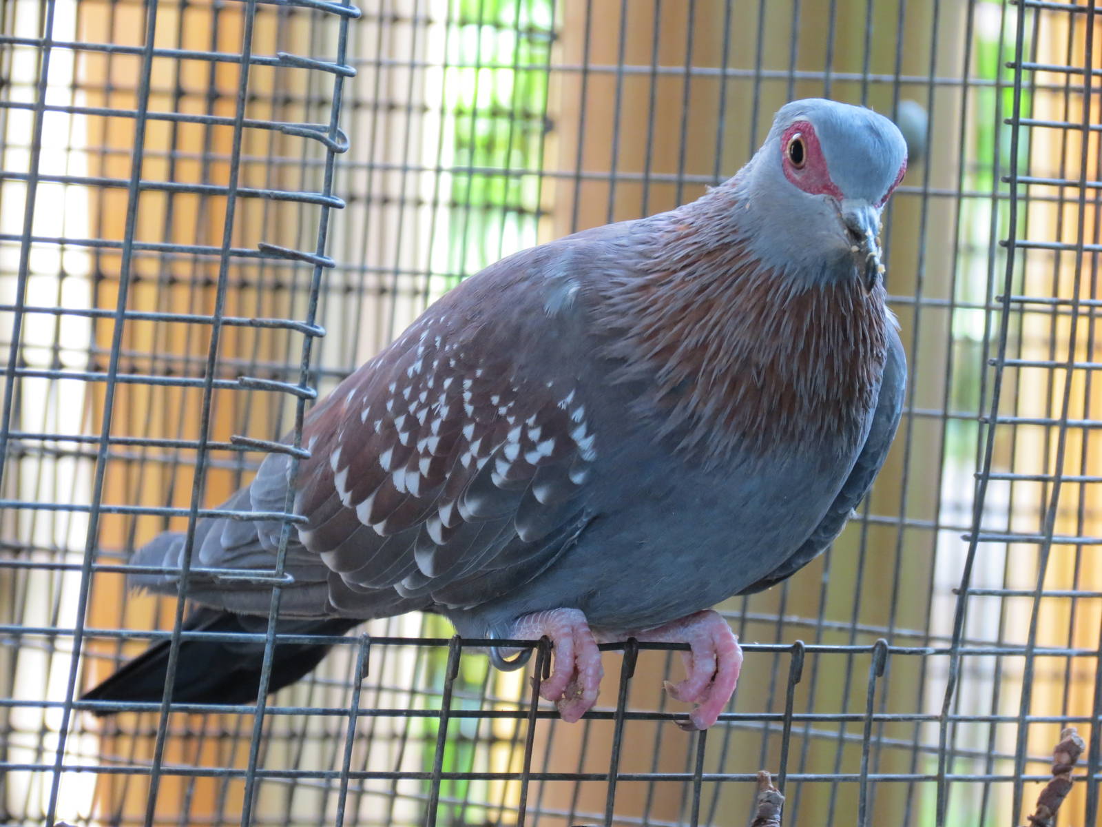 Triangular Spotted Pigeon
