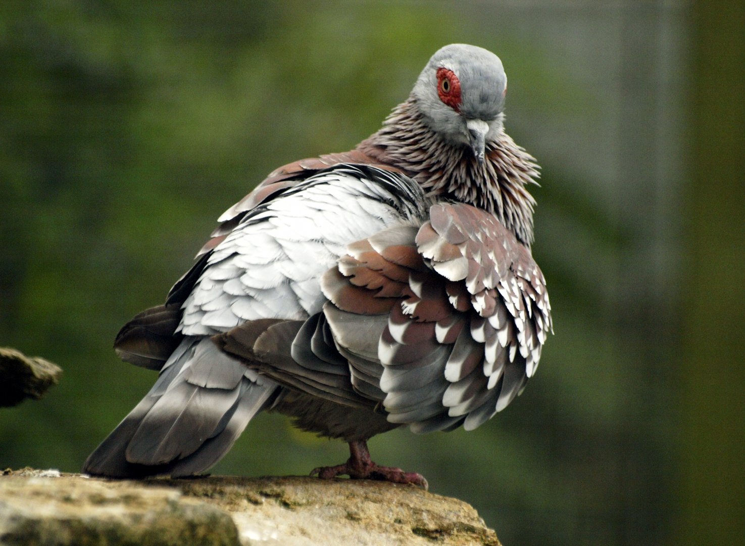 Triangular-spotted pigeon