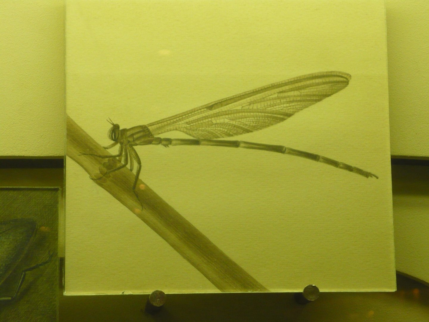 Triassic dragonfly reconstruction