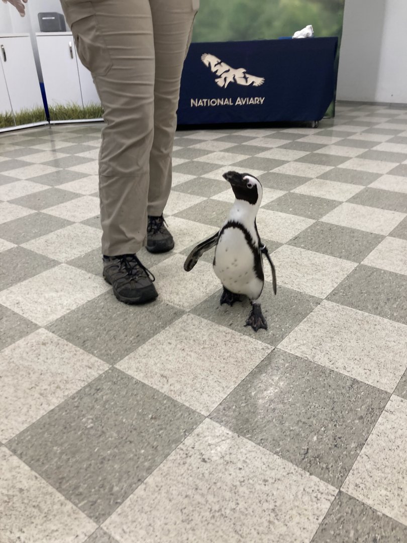Tribby the Penguin (8/8/24)