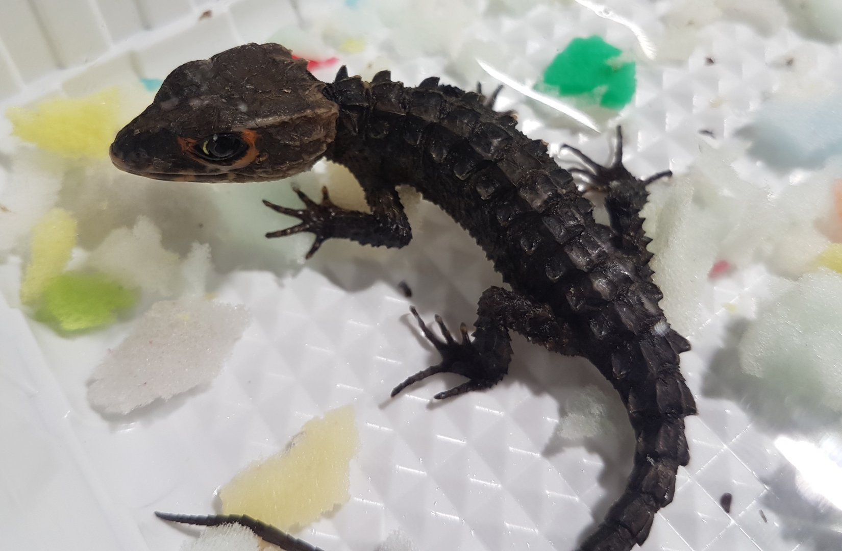 Triblonotus gracilis